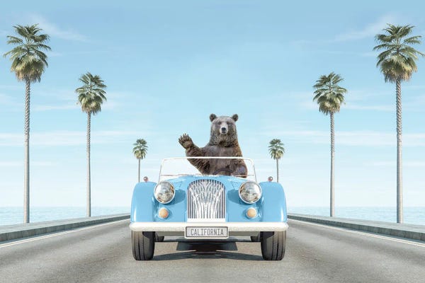 Brown Bears: Blue Vintage Car In California With Bear by Tiny Treasure Prints