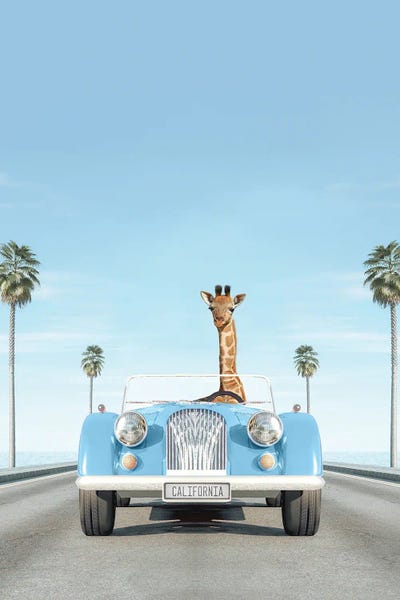 Giraffes: Blue Vintage Car With Giraffe by Tiny Treasure Prints