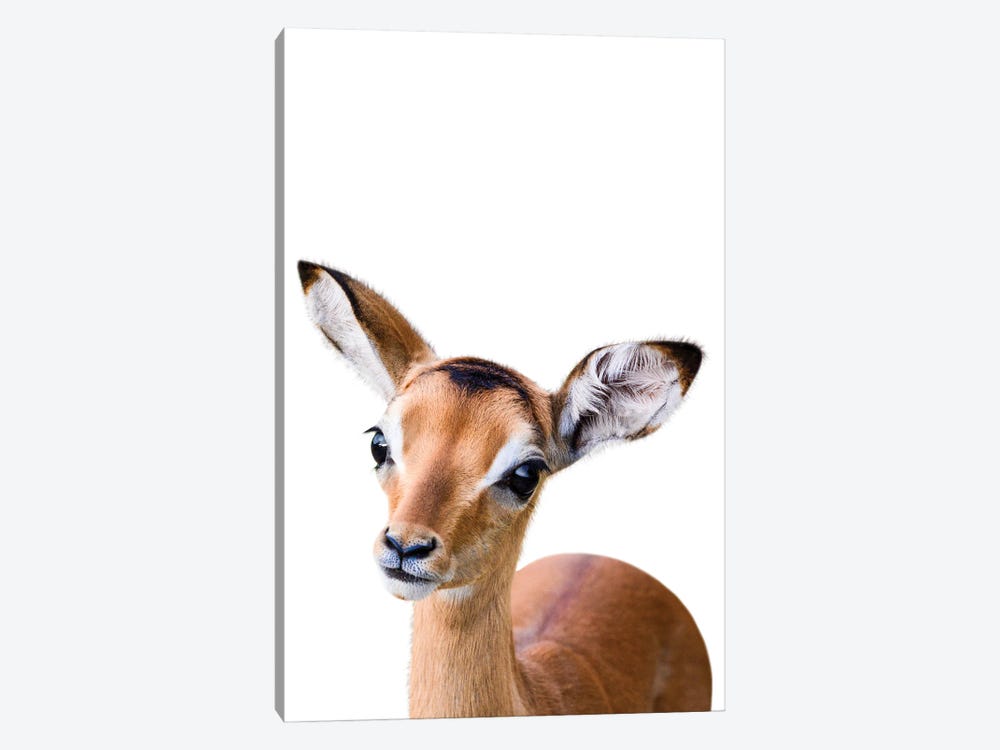 Antelope by Tiny Treasure Prints 1-piece Canvas Art Print