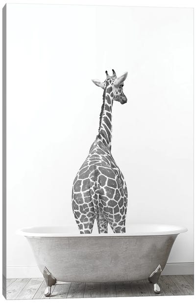 Giraffe In Tub Black And White Canvas Art Print - Giraffe Art