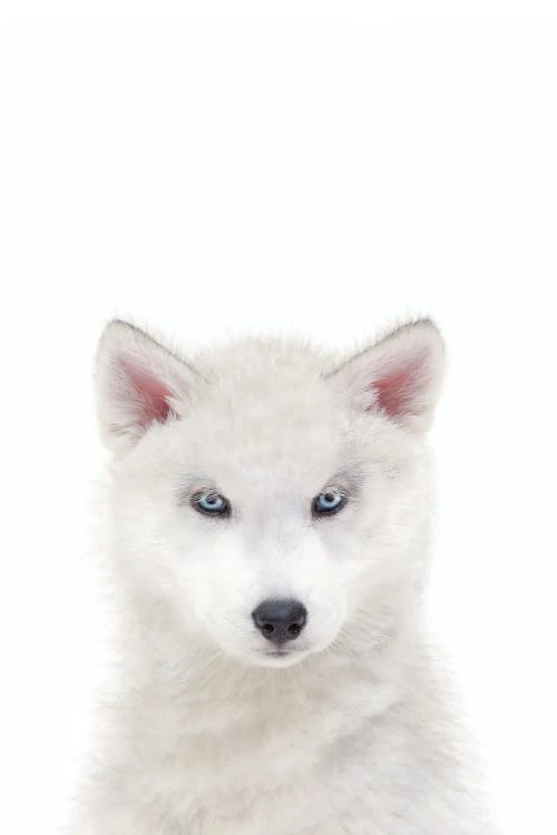 Arctic Wolf