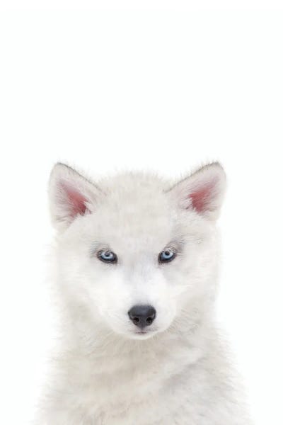 Arctic Wolf
