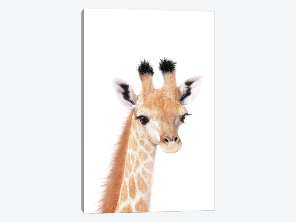 Baby Giraffe by Tiny Treasure Prints 1-piece Canvas Print