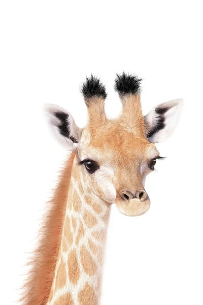 Giraffes: Baby Giraffe by Tiny Treasure Prints