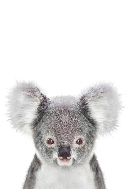 Baby Koala