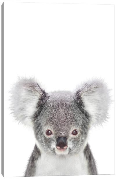 Baby Koala Canvas Art Print - Koala Art