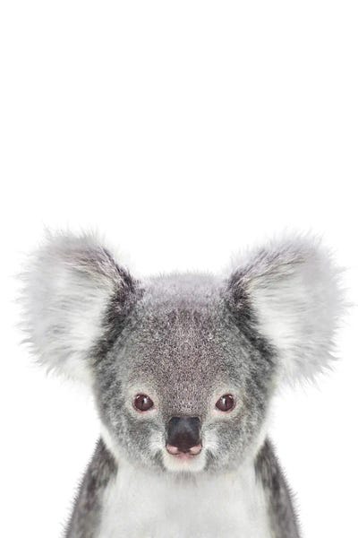 Koalas: Baby Koala by Tiny Treasure Prints