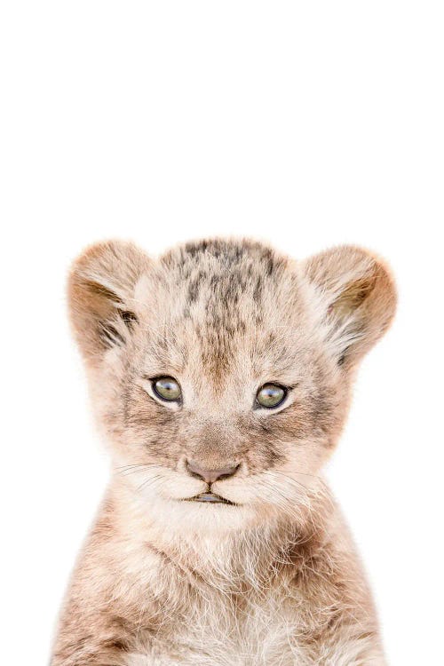 Lion Cub