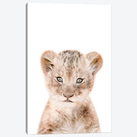 Lion Cub Canvas Print #TTP64} by Tiny Treasure Prints Canvas Artwork