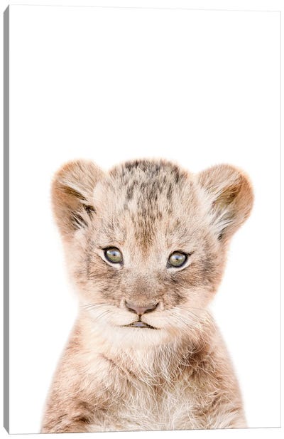 Lion Cub Canvas Art Print - Baby Animal Art