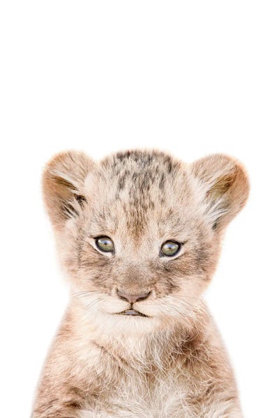 Baby Animals: Lion Cub by Tiny Treasure Prints