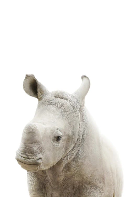 Baby Rhino