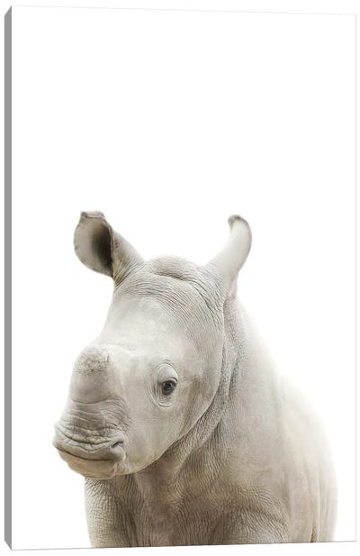 Baby Rhino Canvas Art Print - Rhinoceros Art