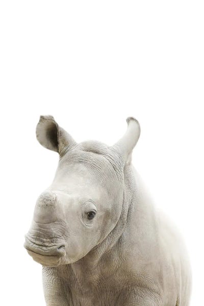 Rhinoceroses: Baby Rhino by Tiny Treasure Prints