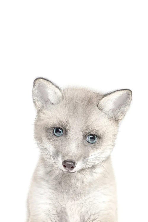 Arctic Baby Fox