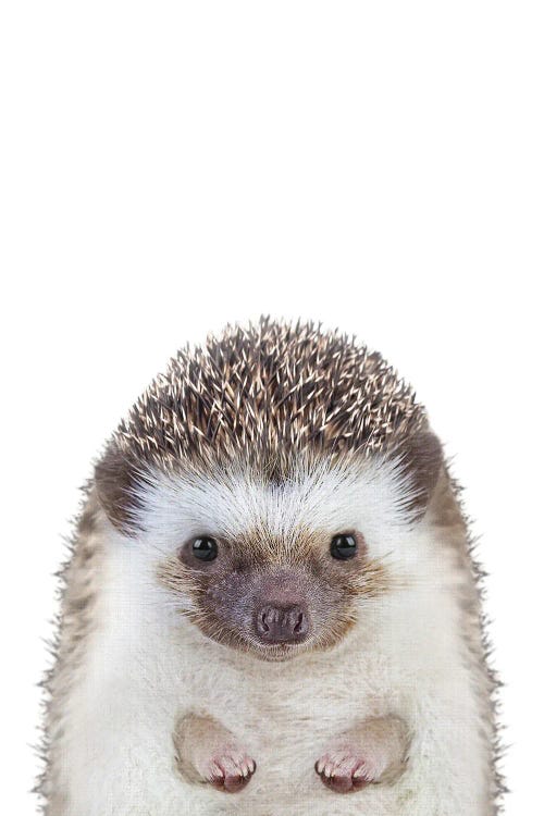 Baby Hedgehog