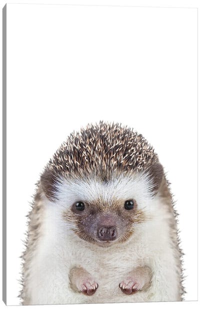 Baby Hedgehog Canvas Art Print - Hedgehogs