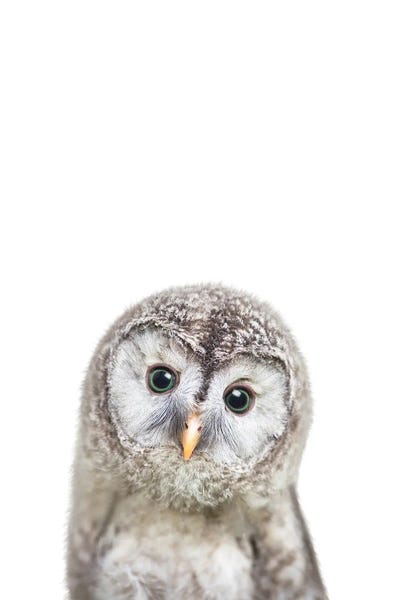 Baby Owl by Tiny Treasure Prints canvas print