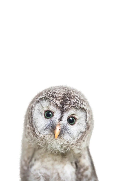 Baby Owl