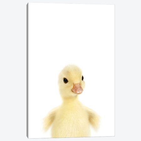 Baby Duckling Canvas Print #TTP6} by Tiny Treasure Prints Canvas Print