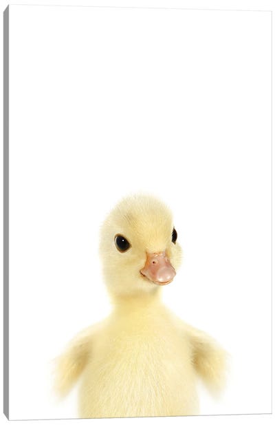 Baby Duckling Canvas Art Print - Duck Art