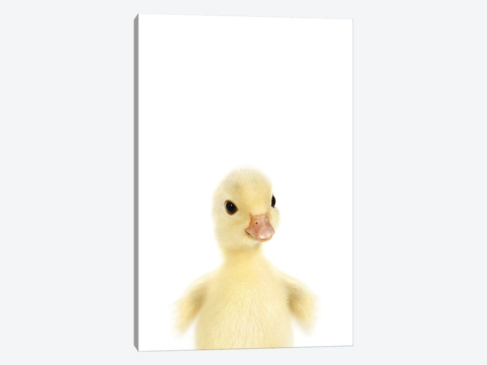 Baby Duckling by Tiny Treasure Prints 1-piece Canvas Print