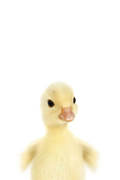 Baby Animals: Baby Duckling by Tiny Treasure Prints