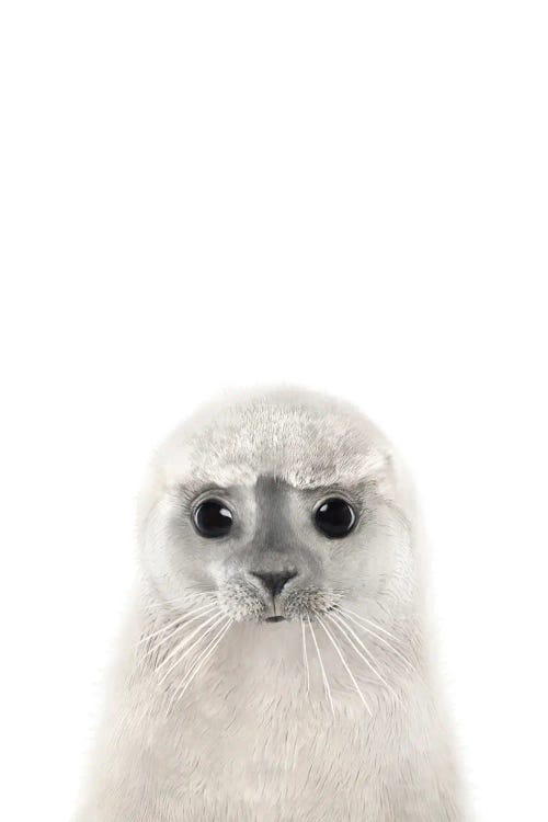 Baby Seal