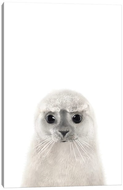 Baby Seal Canvas Art Print - Seal Art