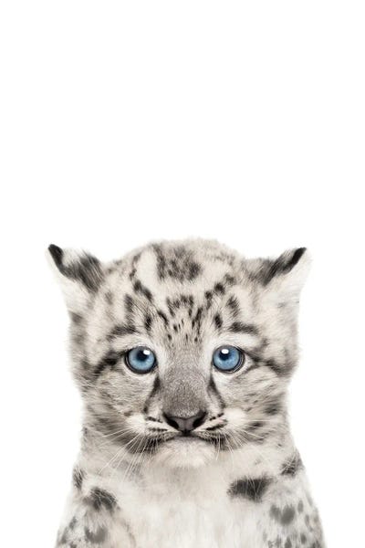 Baby Snow Leopard by Tiny Treasure Prints art print