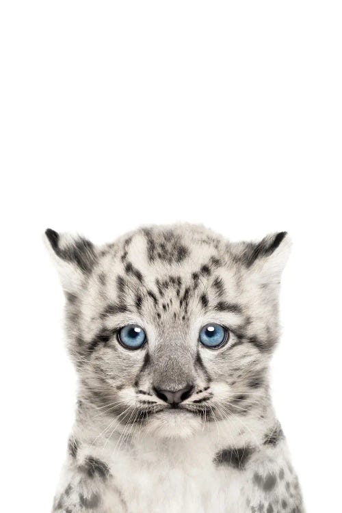 Baby Snow Leopard