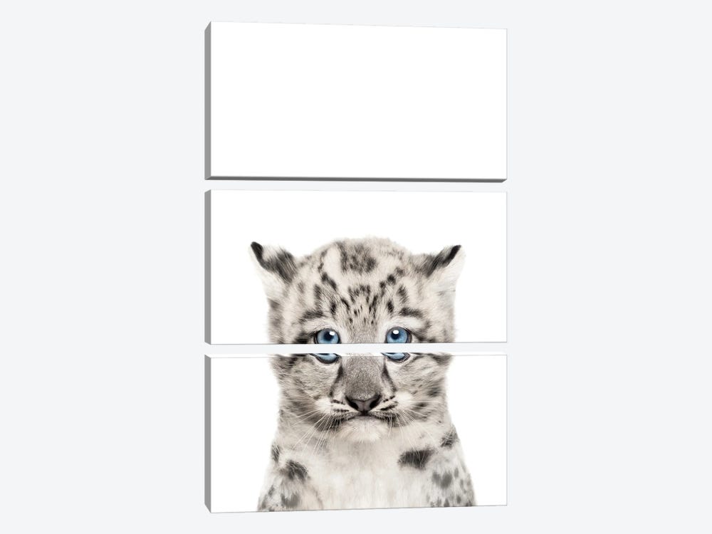 Baby Snow Leopard by Tiny Treasure Prints 3-piece Canvas Print