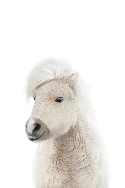 Baby Animals: Baby Pony by Tiny Treasure Prints