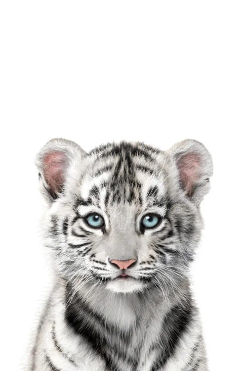 Baby White Tiger