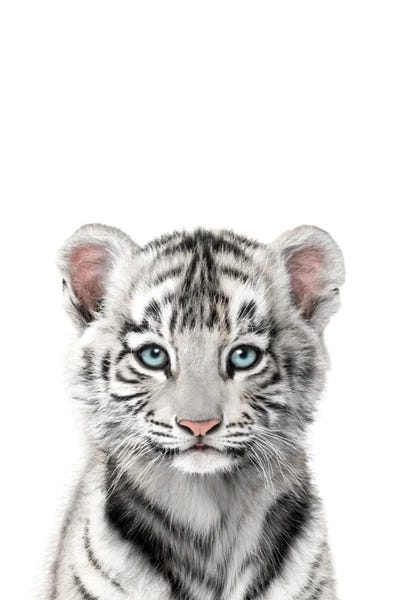Tigers: Baby White Tiger by Tiny Treasure Prints