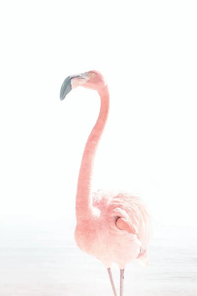 Flamingos: Flamingo by Tiny Treasure Prints