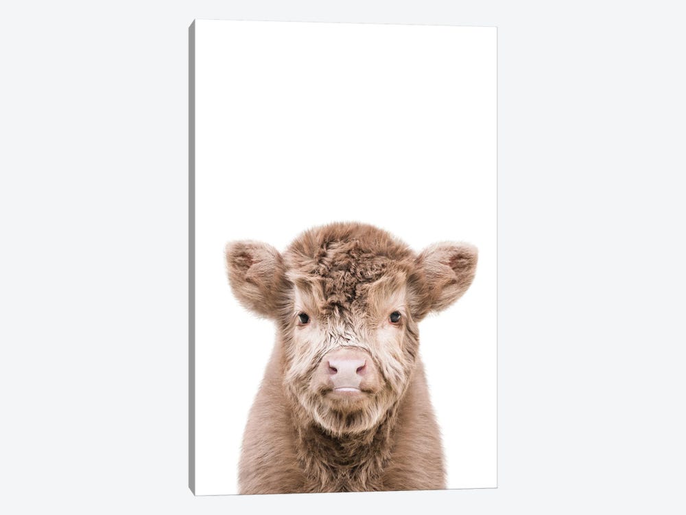 Highland Cow by Tiny Treasure Prints 1-piece Canvas Wall Art