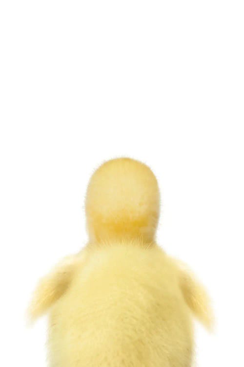 Baby Duckling Back