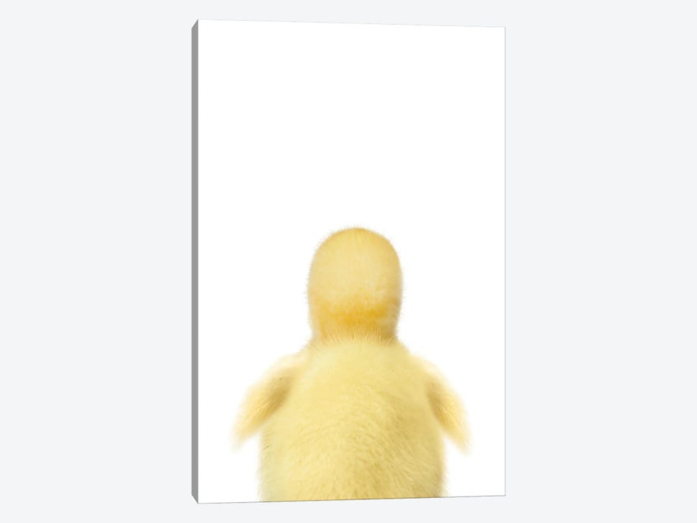 Baby Duckling Back by Tiny Treasure Prints 1-piece Canvas Wall Art