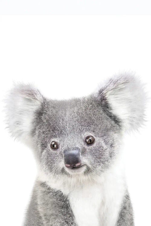 Baby Koala II by Tiny Treasure Prints wall art