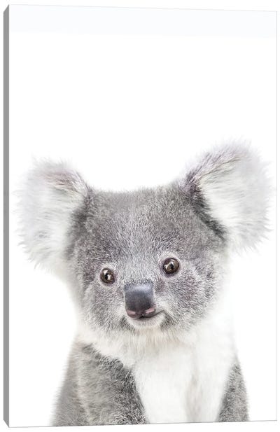 Baby Koala II Canvas Art Print - Koala Art