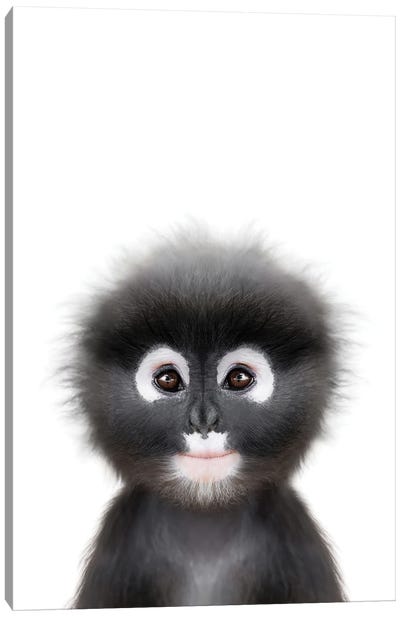 Baby Monkey Canvas Art Print - Primate Art