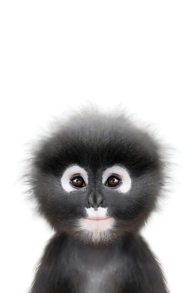 Primates: Baby Monkey by Tiny Treasure Prints