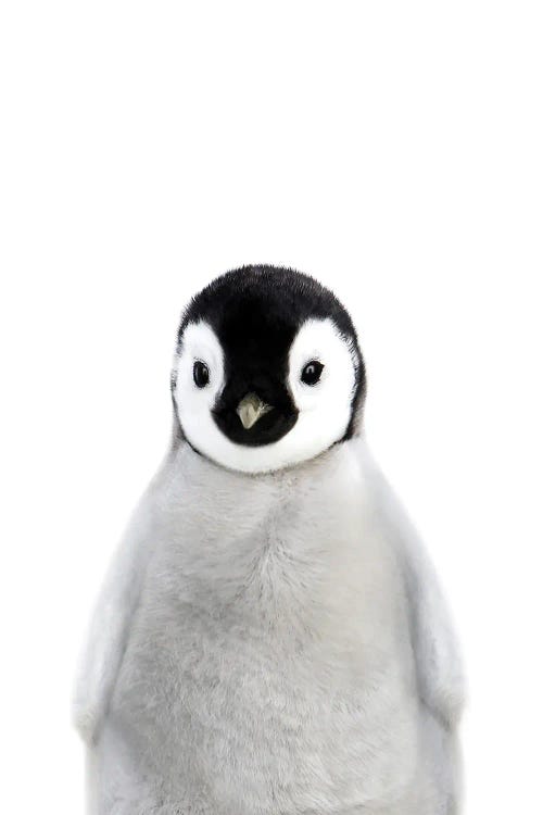 Baby Penguin