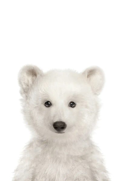 Polar Bears: Polar Bear by Tiny Treasure Prints