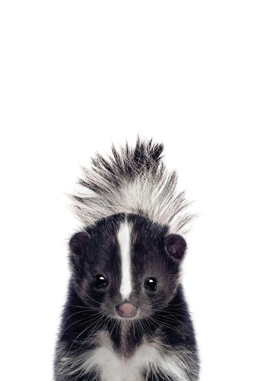 Baby Skunk