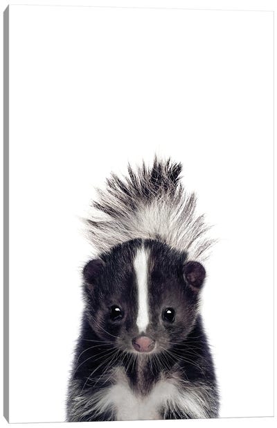 Baby Skunk Canvas Art Print - Skunk Art