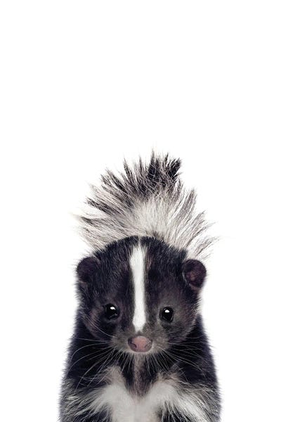 Skunks: Baby Skunk by Tiny Treasure Prints