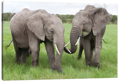 African Elephant Pair Grazing, Ol Pejeta Conservancy, Kenya Canvas Art Print - Tui De Roy