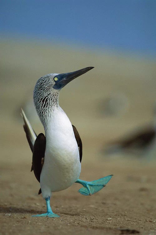 Blue-Footed Booby Courtship Dance, Lobos De Tierra Island, Peru